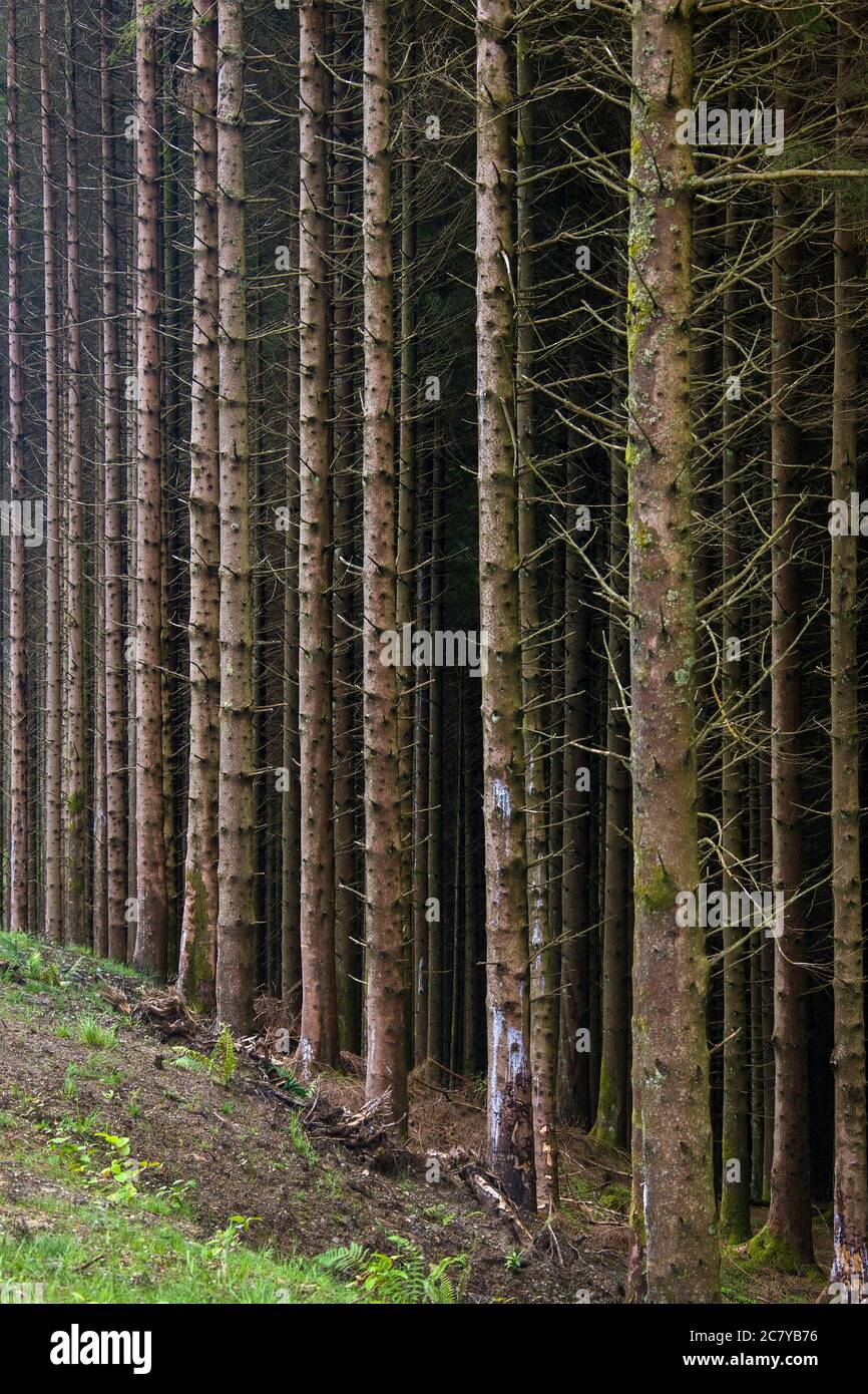 Forest of pine trees in the north of Scotland. Stock Photo