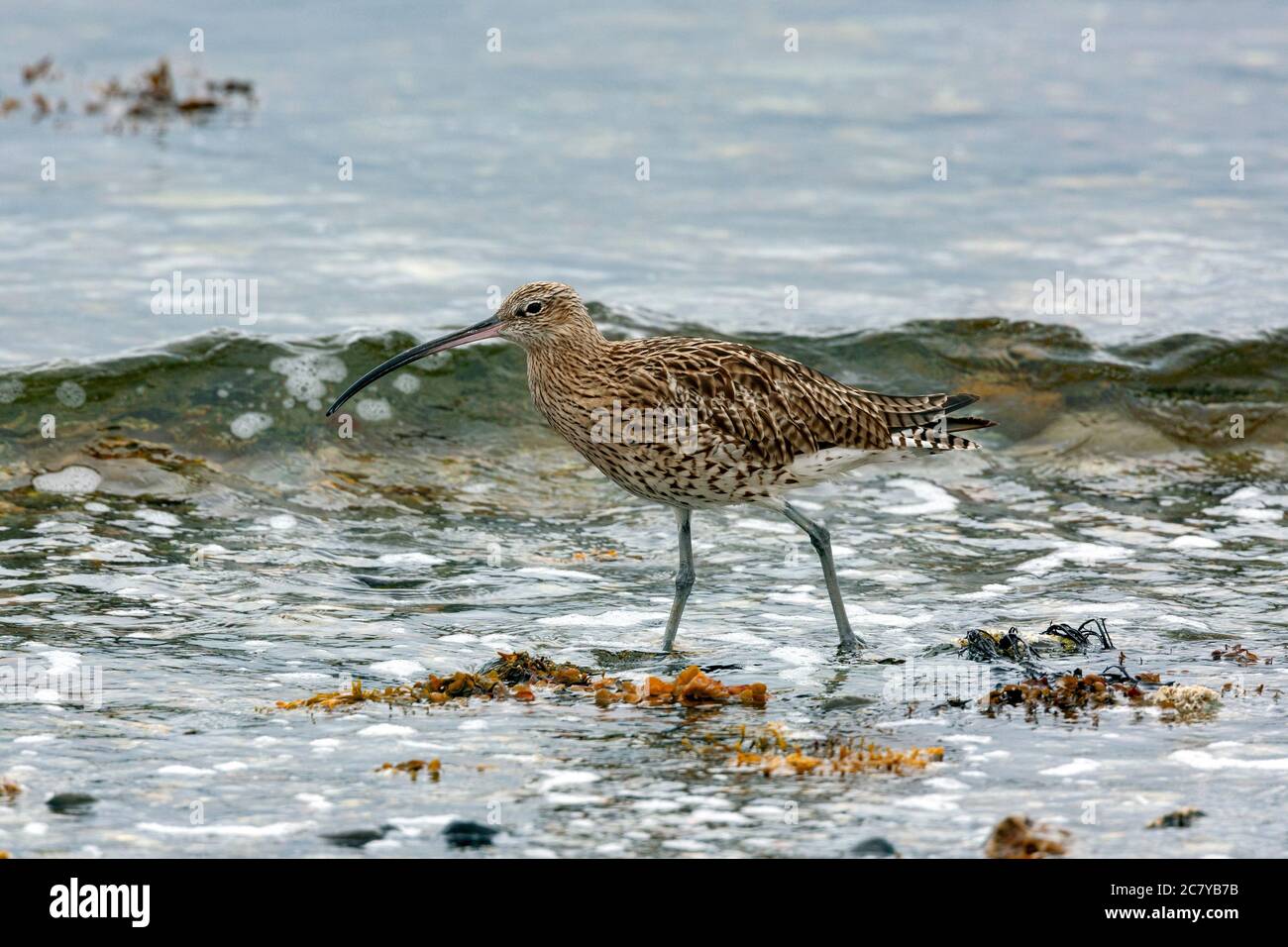 Eurasian Curlew (Numenius arquata) a wader in the family Scolopacidae.  The curlew is a a migratory species over most of its range, wintering in Afric Stock Photo