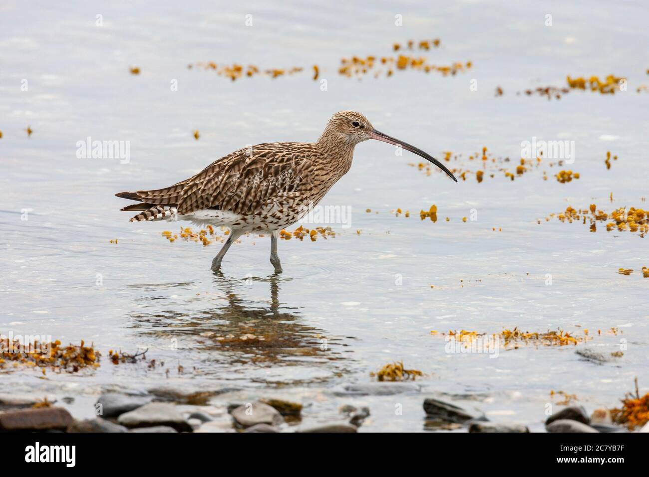 Eurasian Curlew (Numenius arquata) a wader in the family Scolopacidae.  The curlew is a a migratory species over most of its range, wintering in Afric Stock Photo