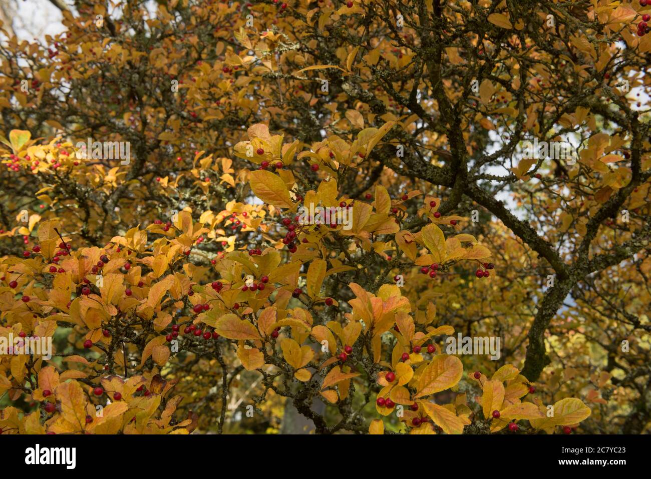 Bright Yellow Autumn Leaves and Red Berries of a Oriental Photinia Tree (Photinia villosa) in a Park in Rural Devon, England, UK Stock Photo