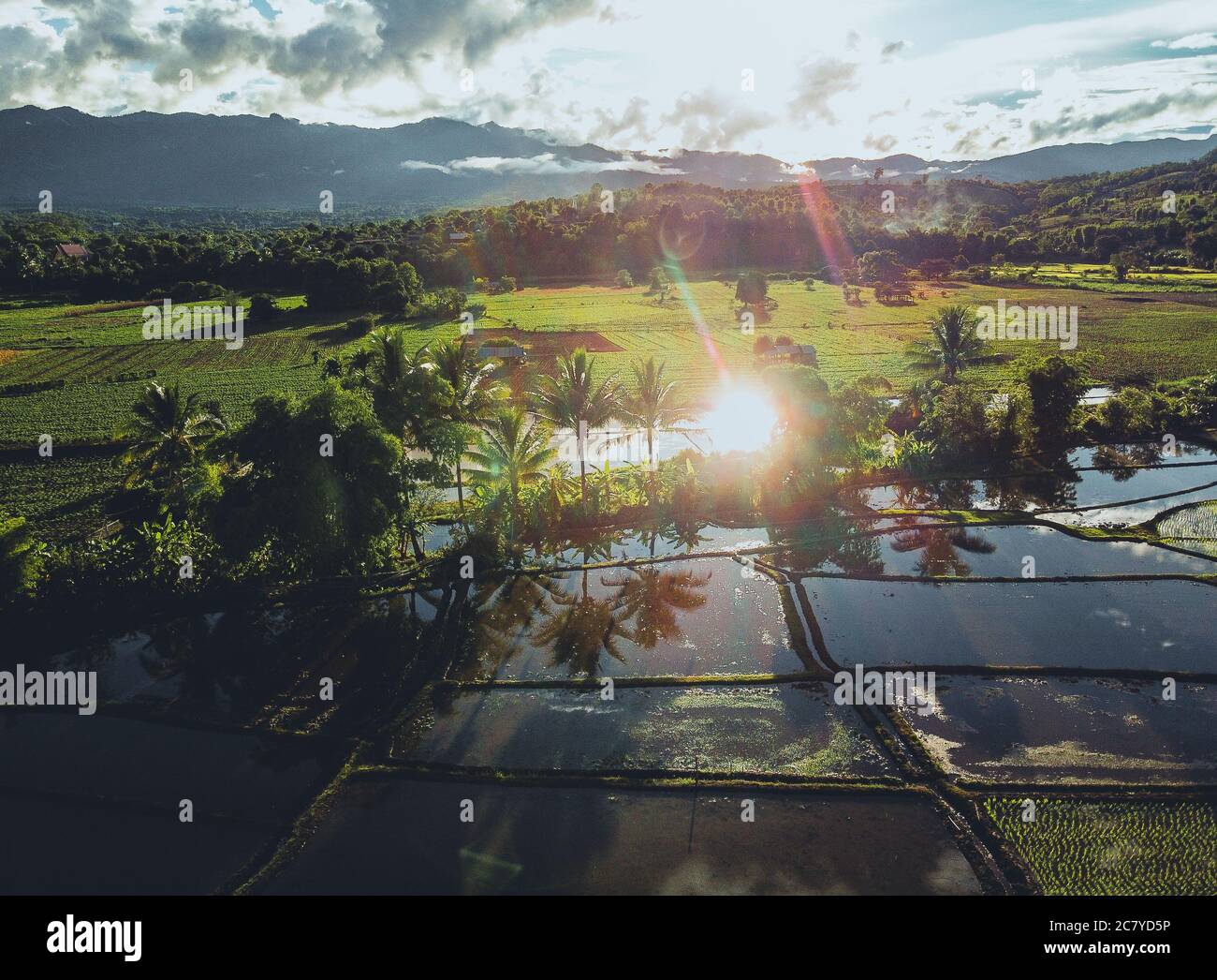 Rice fields and farming,Rice fields in the evening after the rain Stock ...