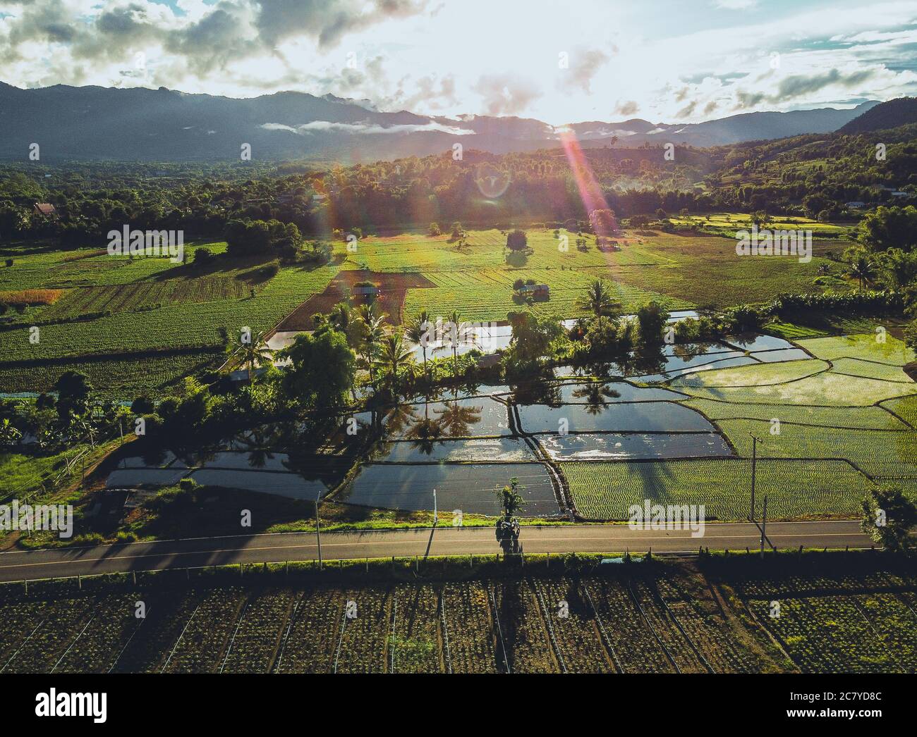 Rice fields and farming,Rice fields in the evening after the rain Stock ...