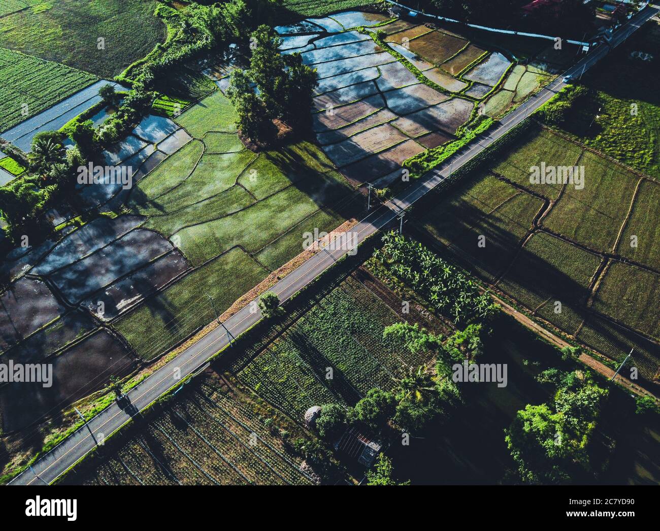 Rice rain hi-res stock photography and images - Alamy