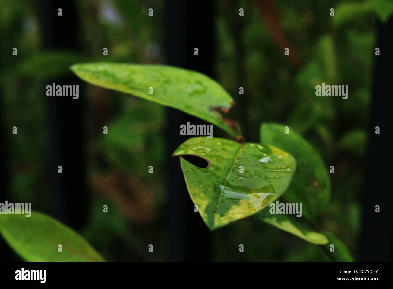 Wet branch green leaves white hi-res stock photography and images - Alamy