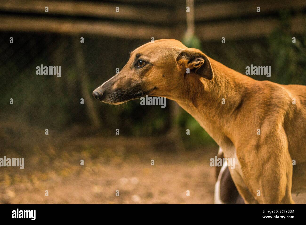 Closeup shot of a brown magyar agar dog Stock Photo