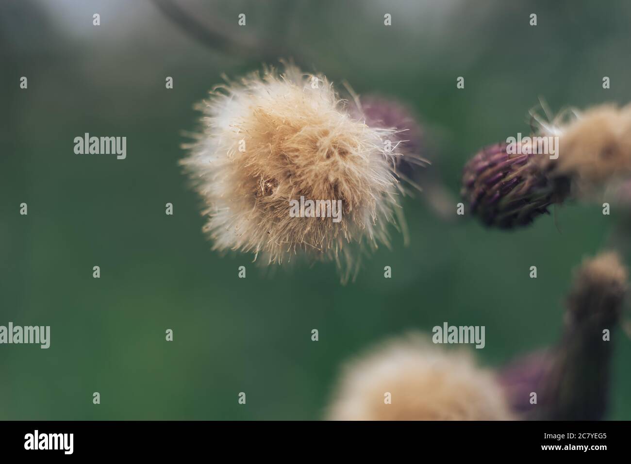 Green leaves and purple flowers of a wild greater burdock in summer in ...