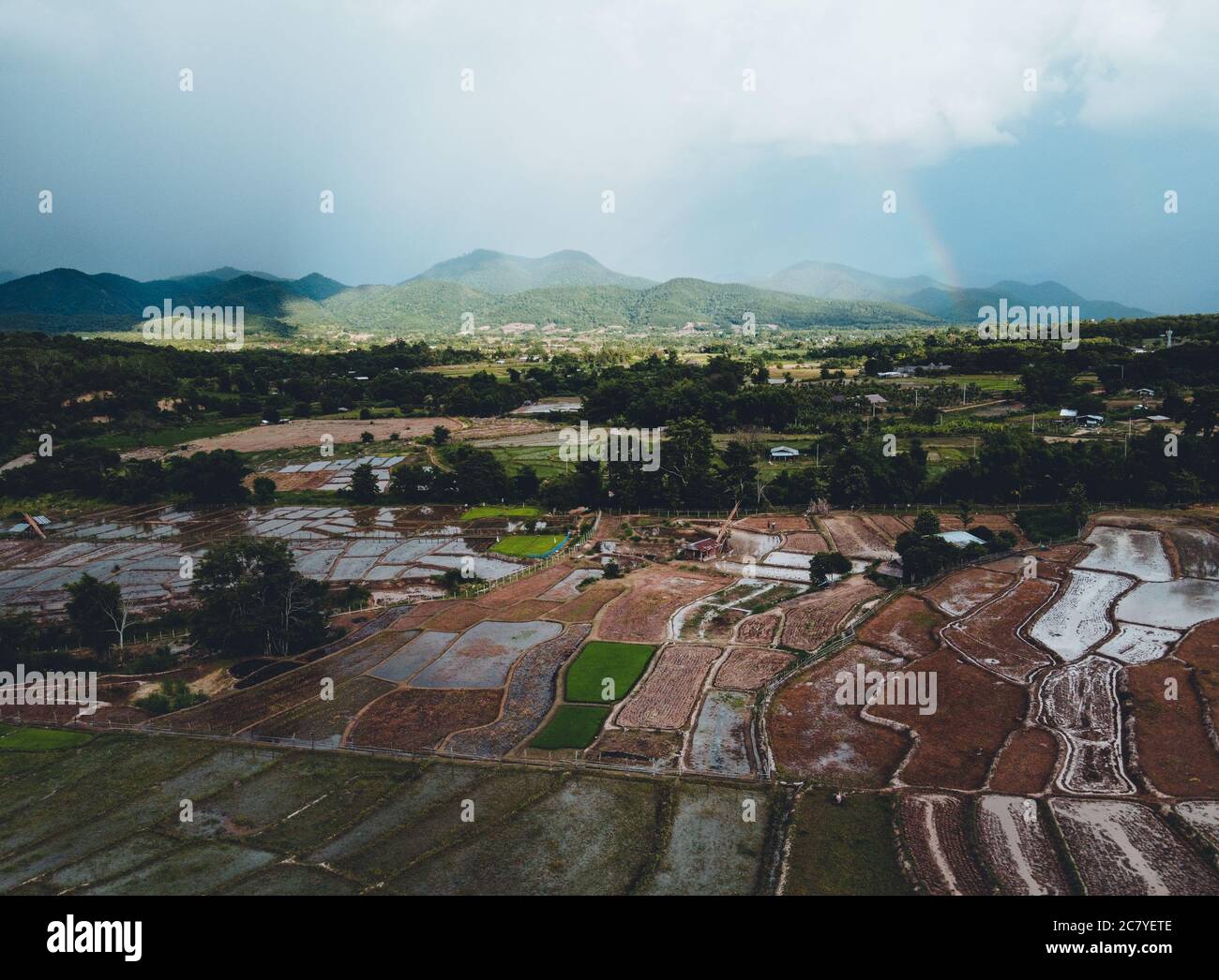 Rice fields and farming,Rice fields in the evening after the rain Stock ...