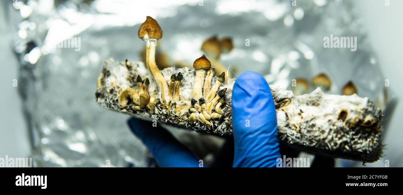 recreational varieties of psilocybin mushrooms, study of magic mushrooms and their effects. Mycology and psilocybin mushrooms Stock Photo