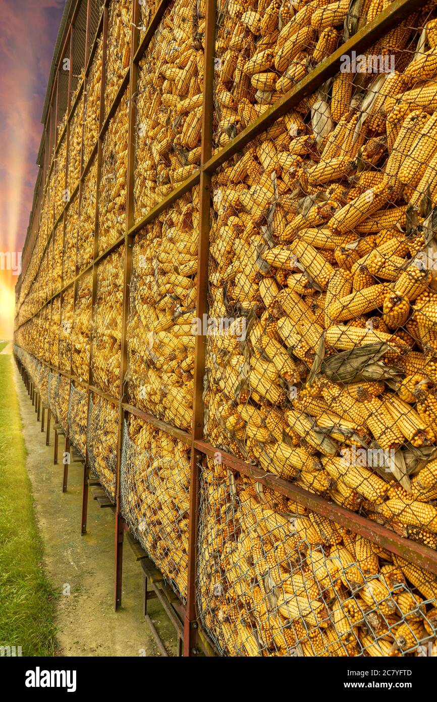 Feed corn in a corn store on a farmof Stock Photo Alamy