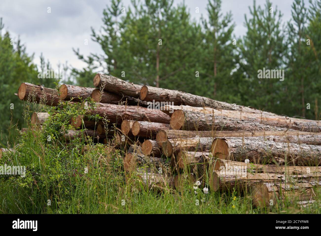 Wooden logs of pine wood in forest. Pile of tree trunks, logging timber wood industry. Stock Photo