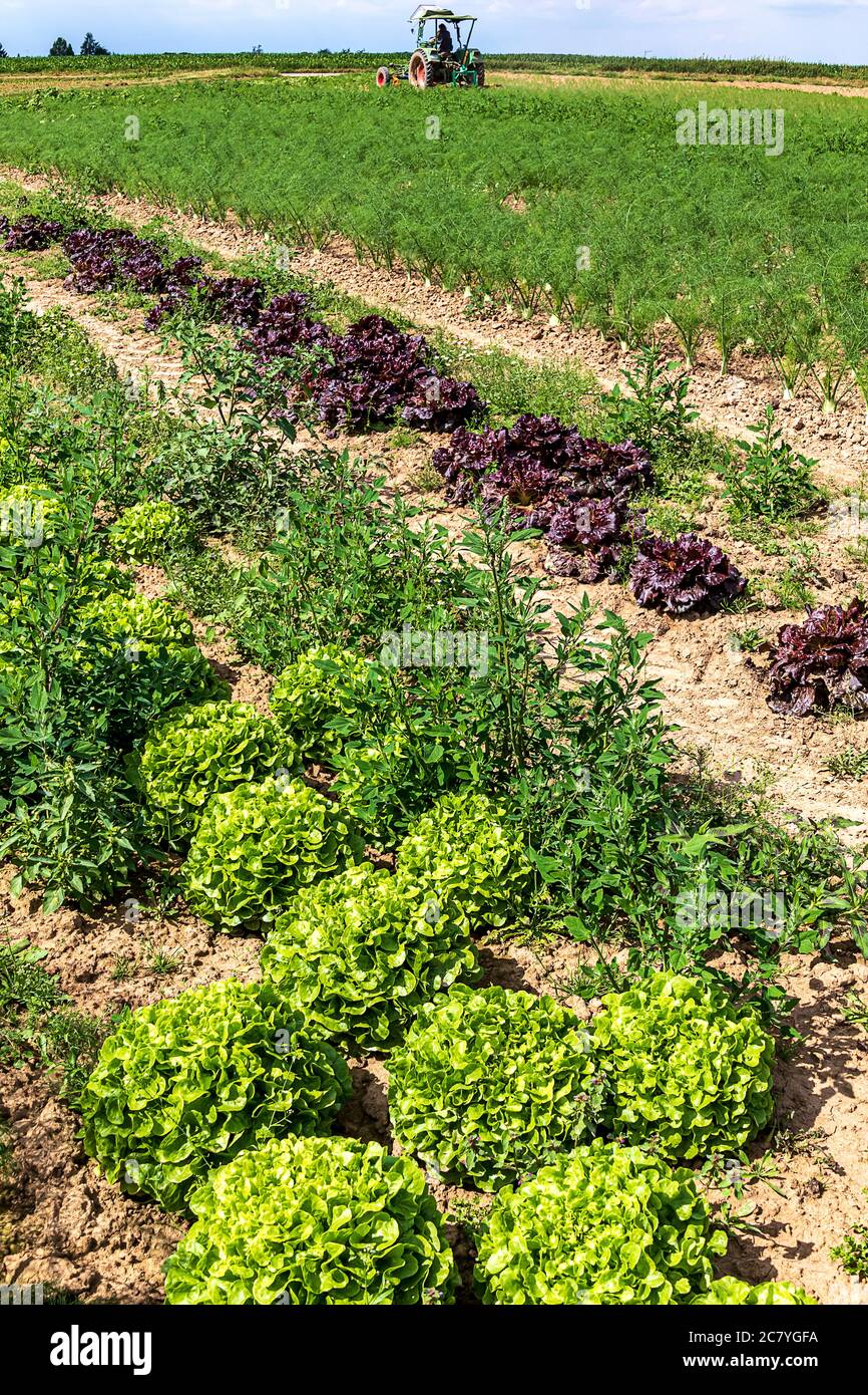 Organic vegetable field Rows of growing lettuce and fennel plants in midsummer Stock Photo Alamy