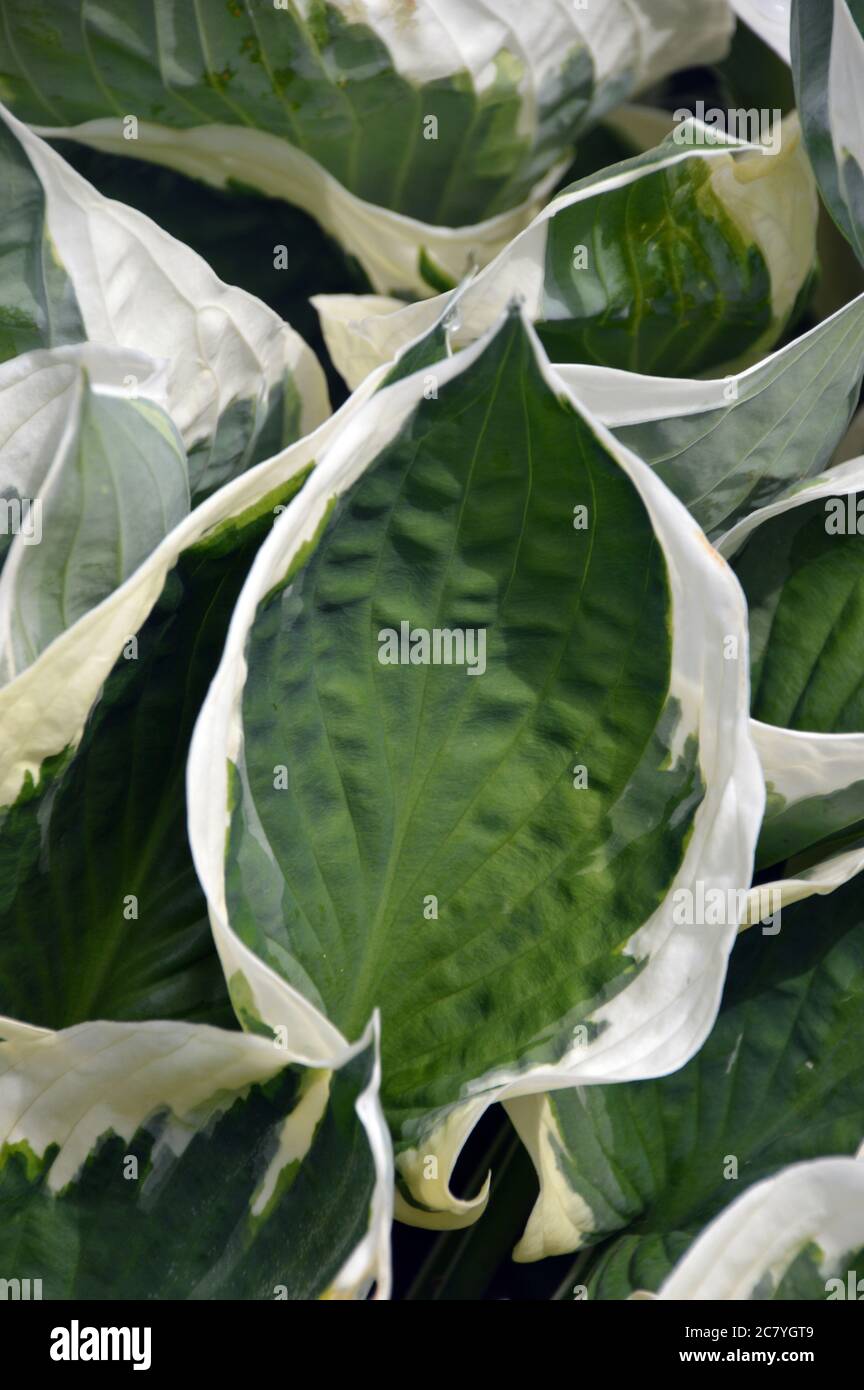 Dark green/creamy-white margins, Hosta 'Minuteman' (Plantain Lily) Leaves grown in a Border at RHS Garden Harlow Carr, Harrogate, Yorkshire. England, Stock Photo