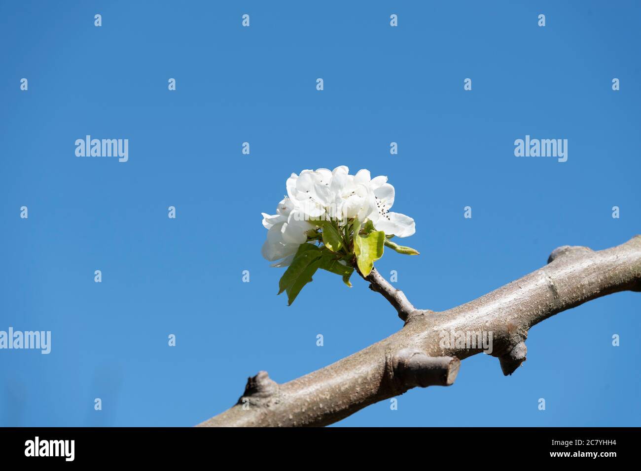 Beautifully blooming apple trees hi-res stock photography and images ...