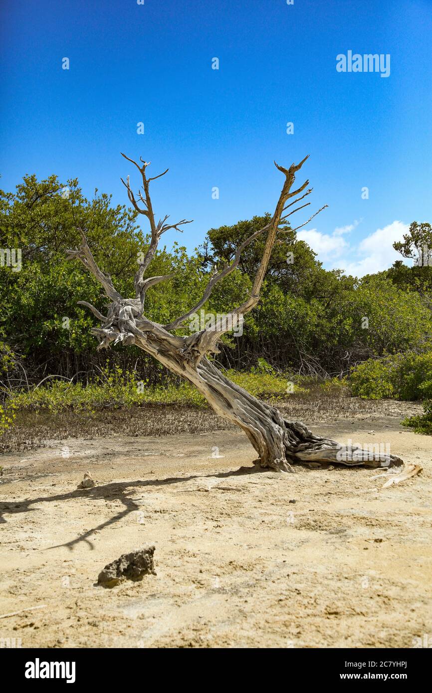 Dead divi-divi tree in Bonaire, ABC-Insel, Karibik Stock Photo