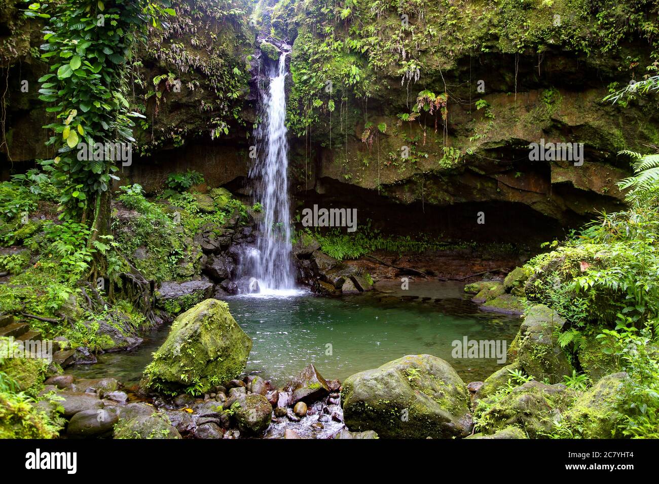 Plants of dominica hires stock photography and images Alamy