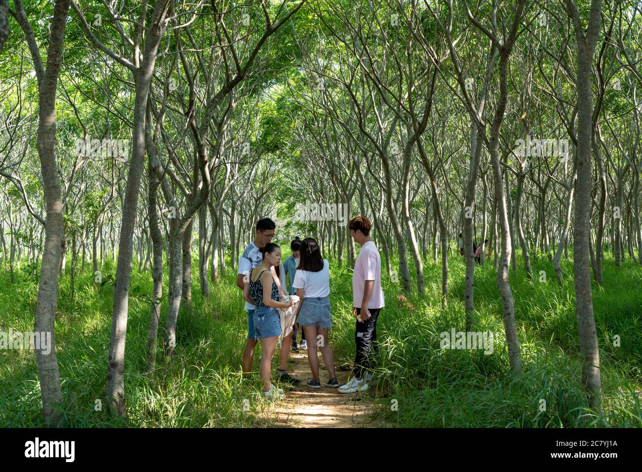 Sapindus forest, popular local photo spots in Taichung city Stock Photo