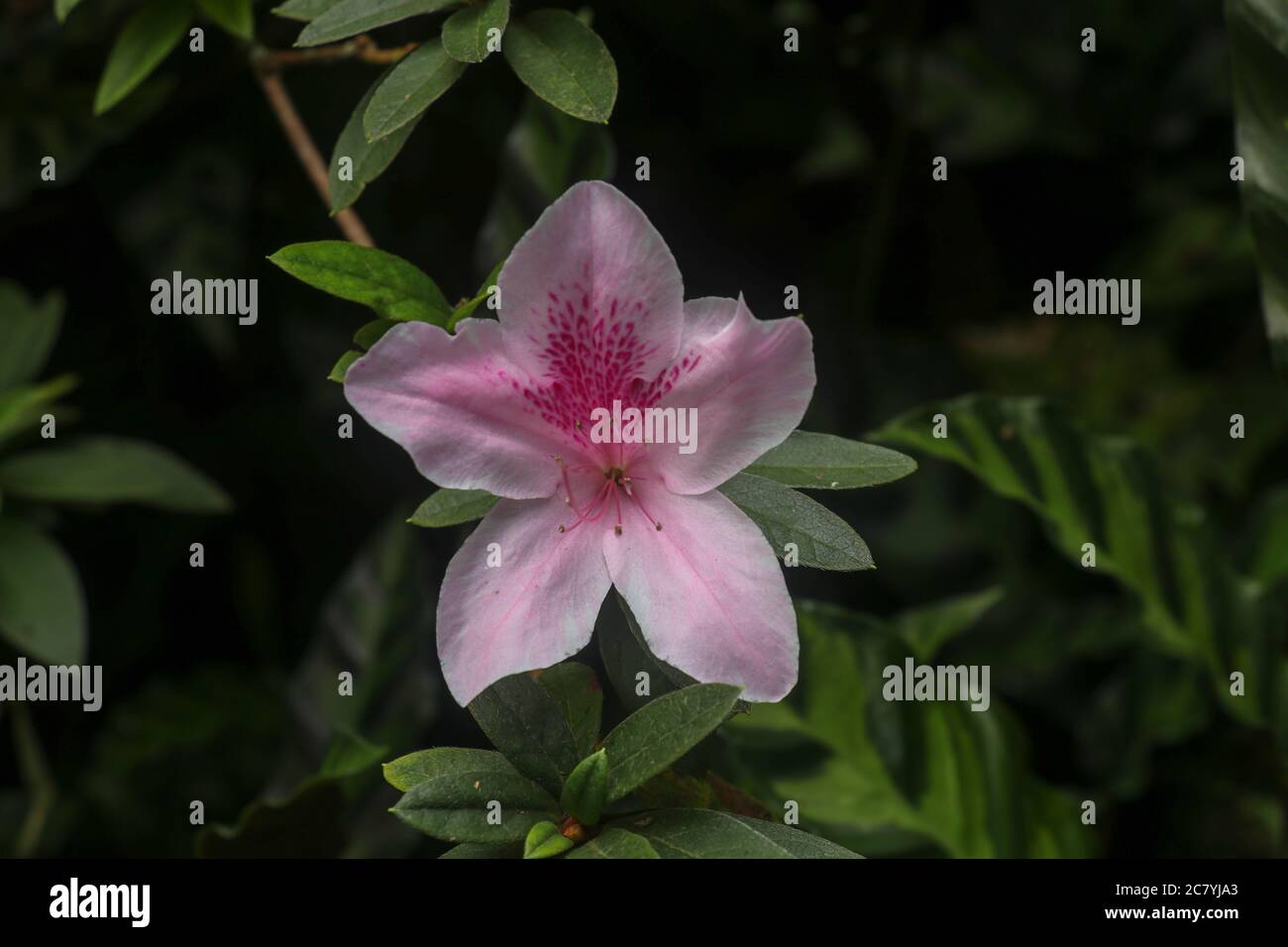 Close up shot of pink Rhododendron Simsii flower blossom in Bali, Indonesia. Spring flowers series, pink Azalea flowers. Blossoming plant of Stock Photo