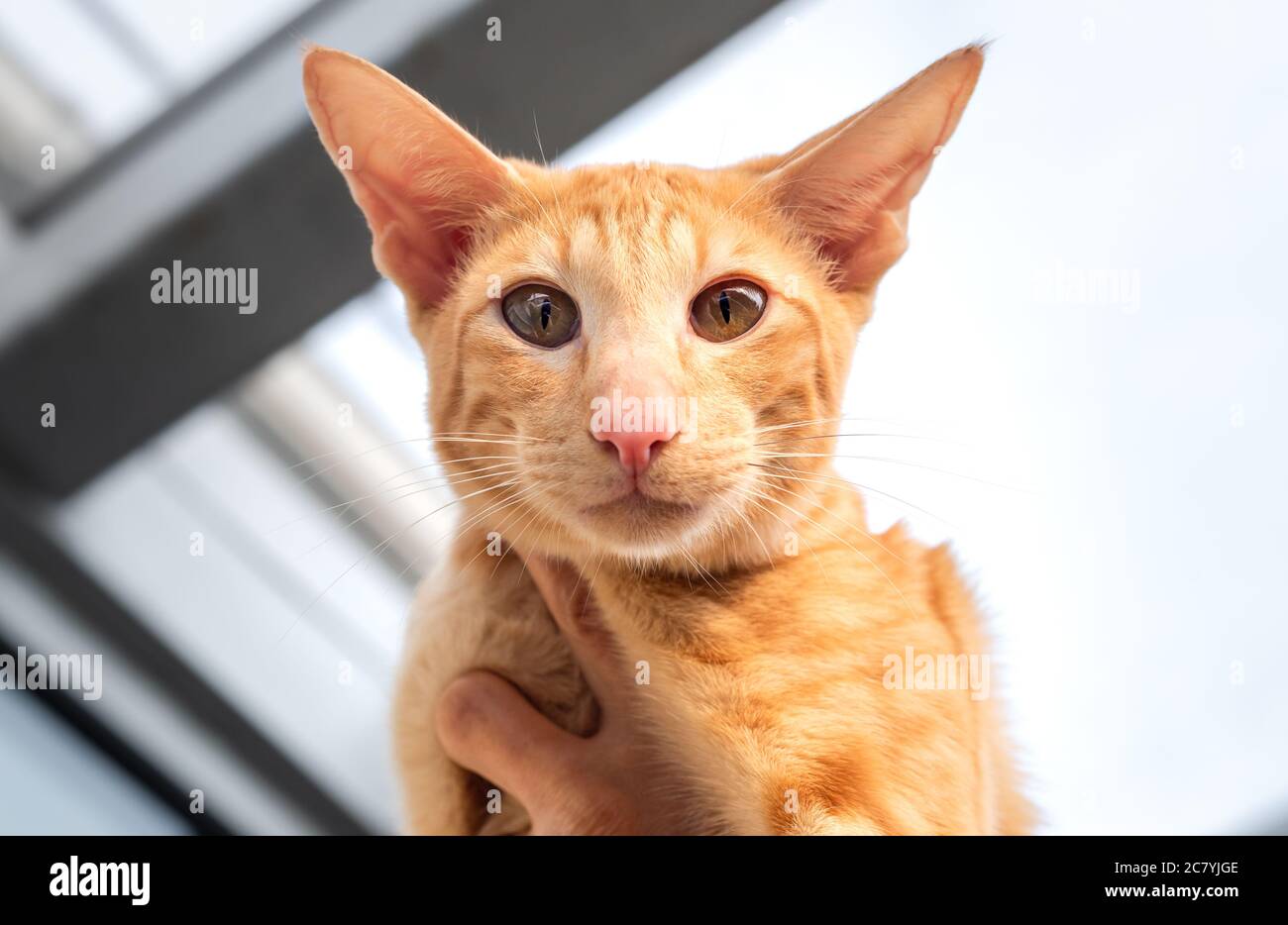 Portrait of Oriental red cat with big ears, clear eyes and long nose. Stock Photo