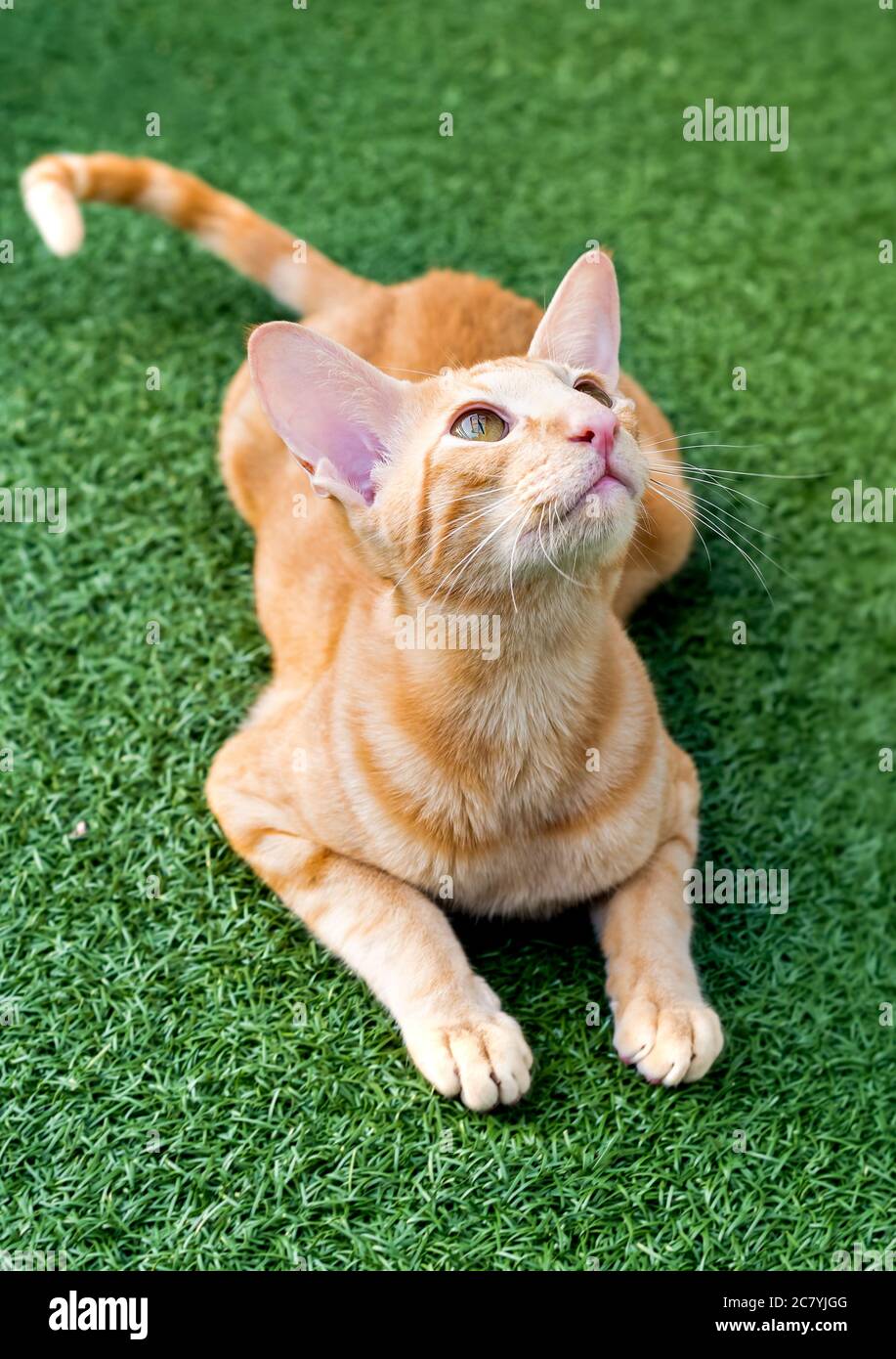 Oriental red cat with big ears, clear eyes and long nose on the green carpet. Stock Photo