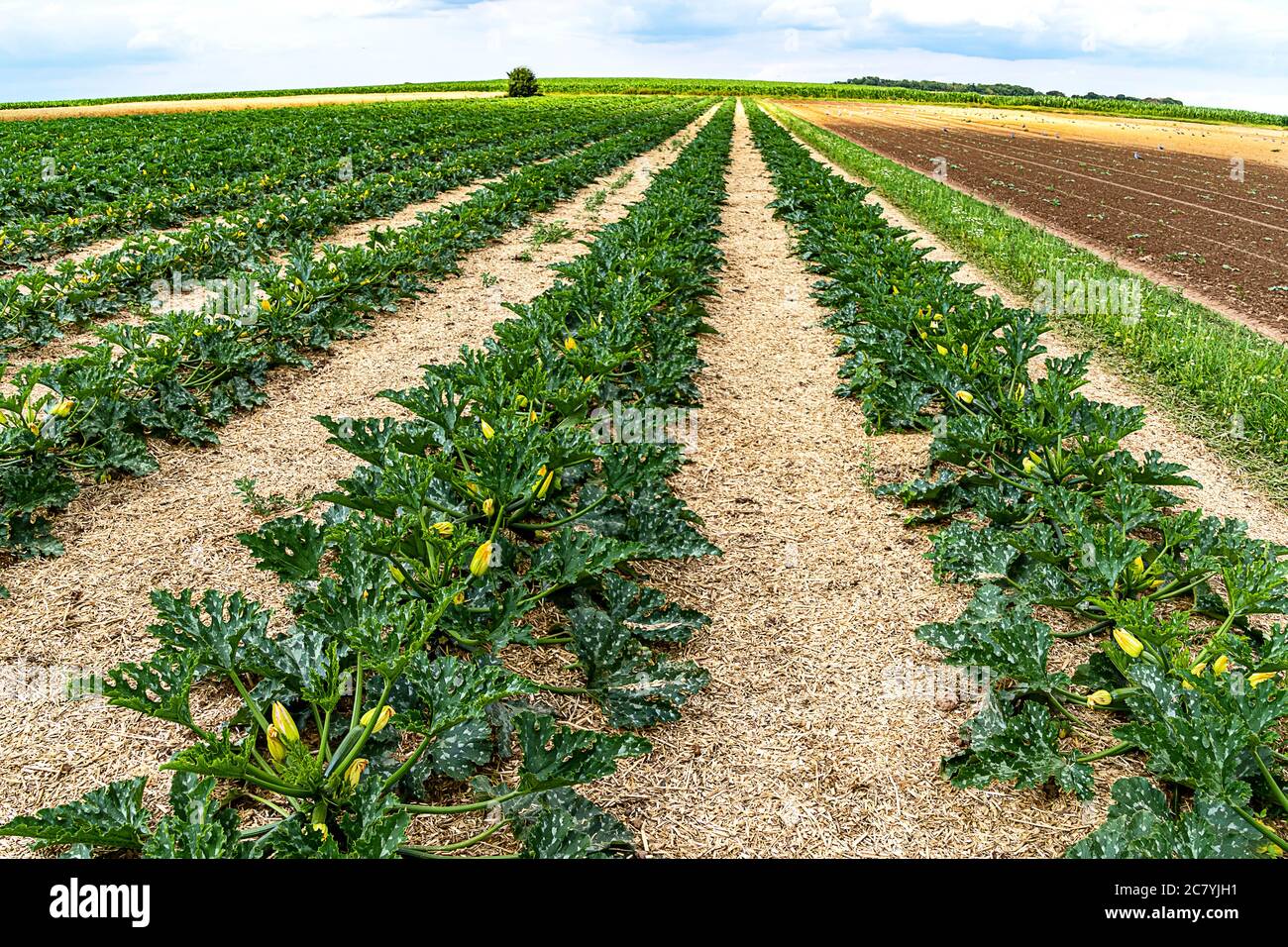 Organic farming in Germany- Rows of growing young Courgette plants in a field. Stock Photo