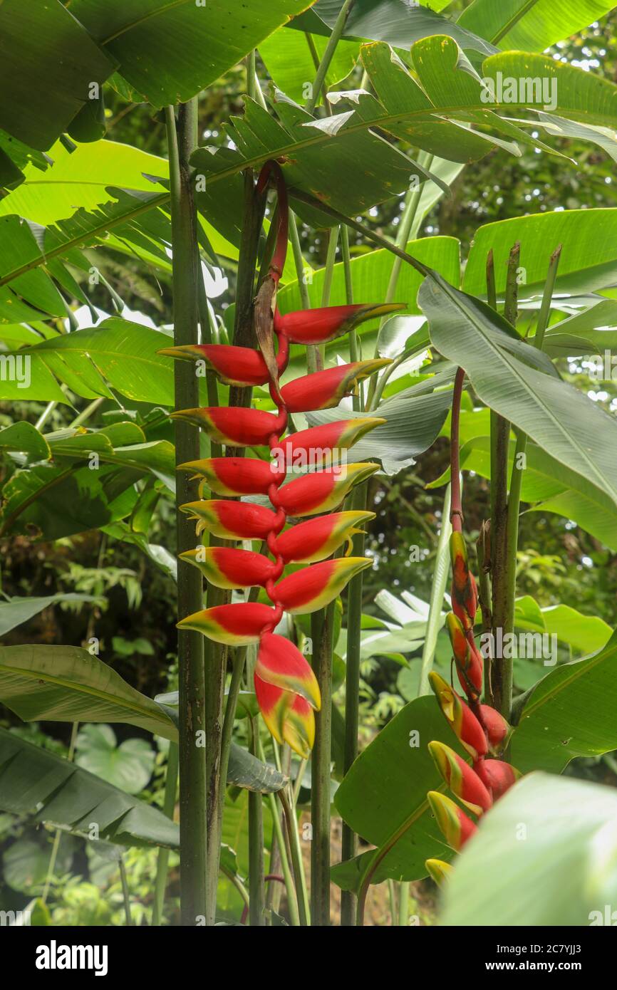 Red yellow hanging flowers heliconia hires stock photography and