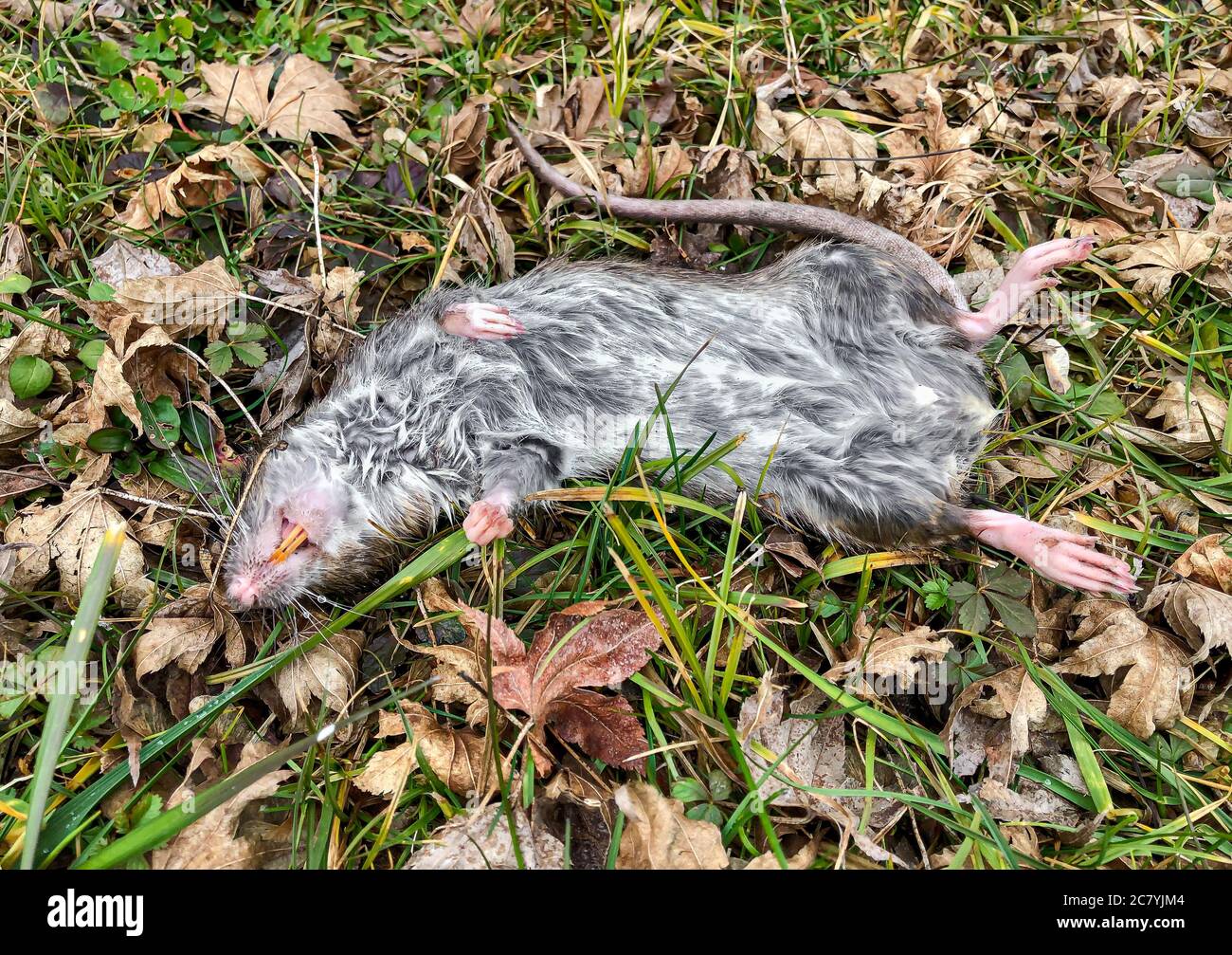 Big rat lying down dead on the grass. Stock Photo