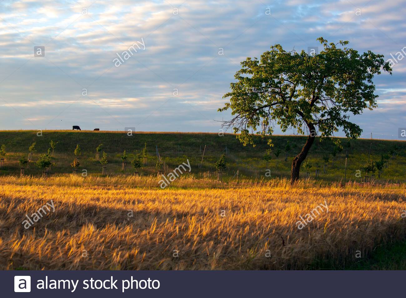 A balloon in the skies over barley fields in Franconia in Germany on a beautiful summer's day Stock Photo