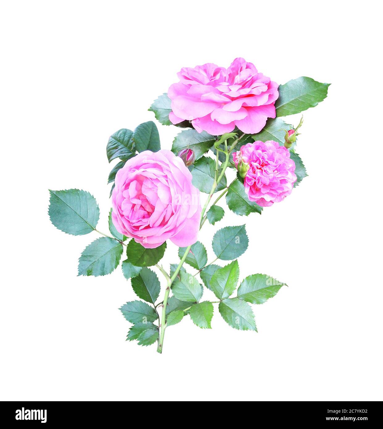Branch of Climbing rose with pink flowers. Isolated on white background ...