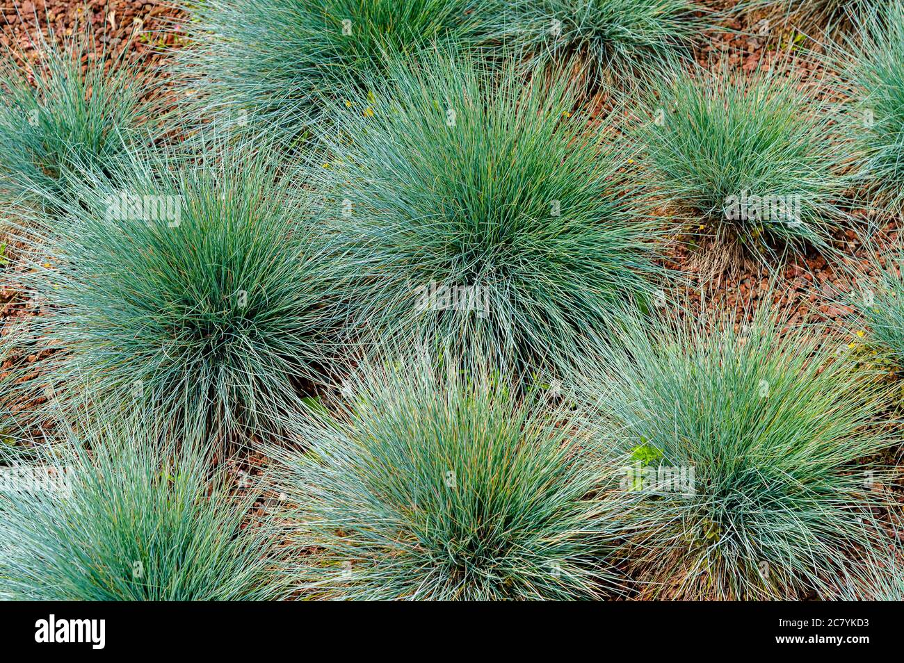 festuca glauca, commonly known as blue fescue, is a species of