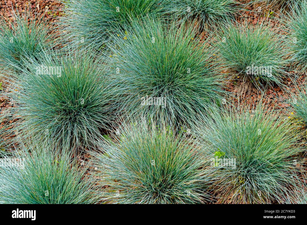 Festuca glauca, commonly known as blue fescue, is a species of flowering plant in the grass family, Poaceae. Stock Photo