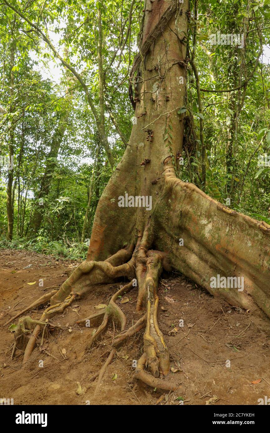 Ficus variegata is a well-distributed species of tropical fig tree. Massive  tree trunk Rred Stem Fig with an abstract shape of strong roots that rise  Stock Photo - Alamy