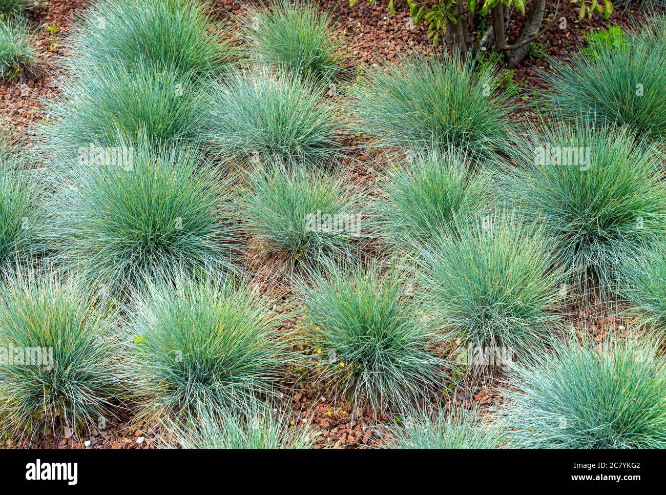 Festuca glauca, commonly known as blue fescue, is a species of flowering plant in the grass family, Poaceae. Stock Photo