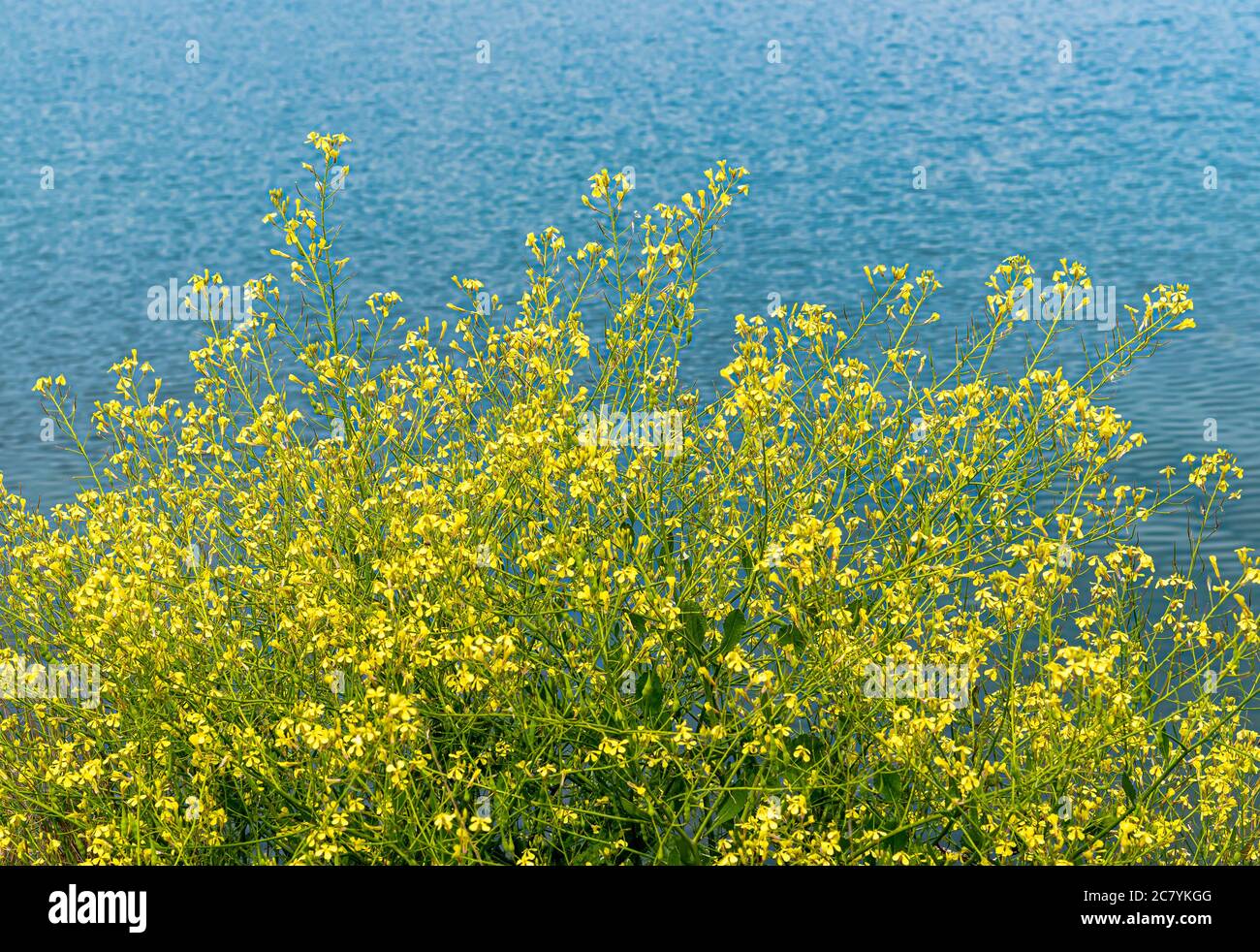 Yellow Brassica napus flowers in bloom on the lakeshore on a sunny day. Stock Photo