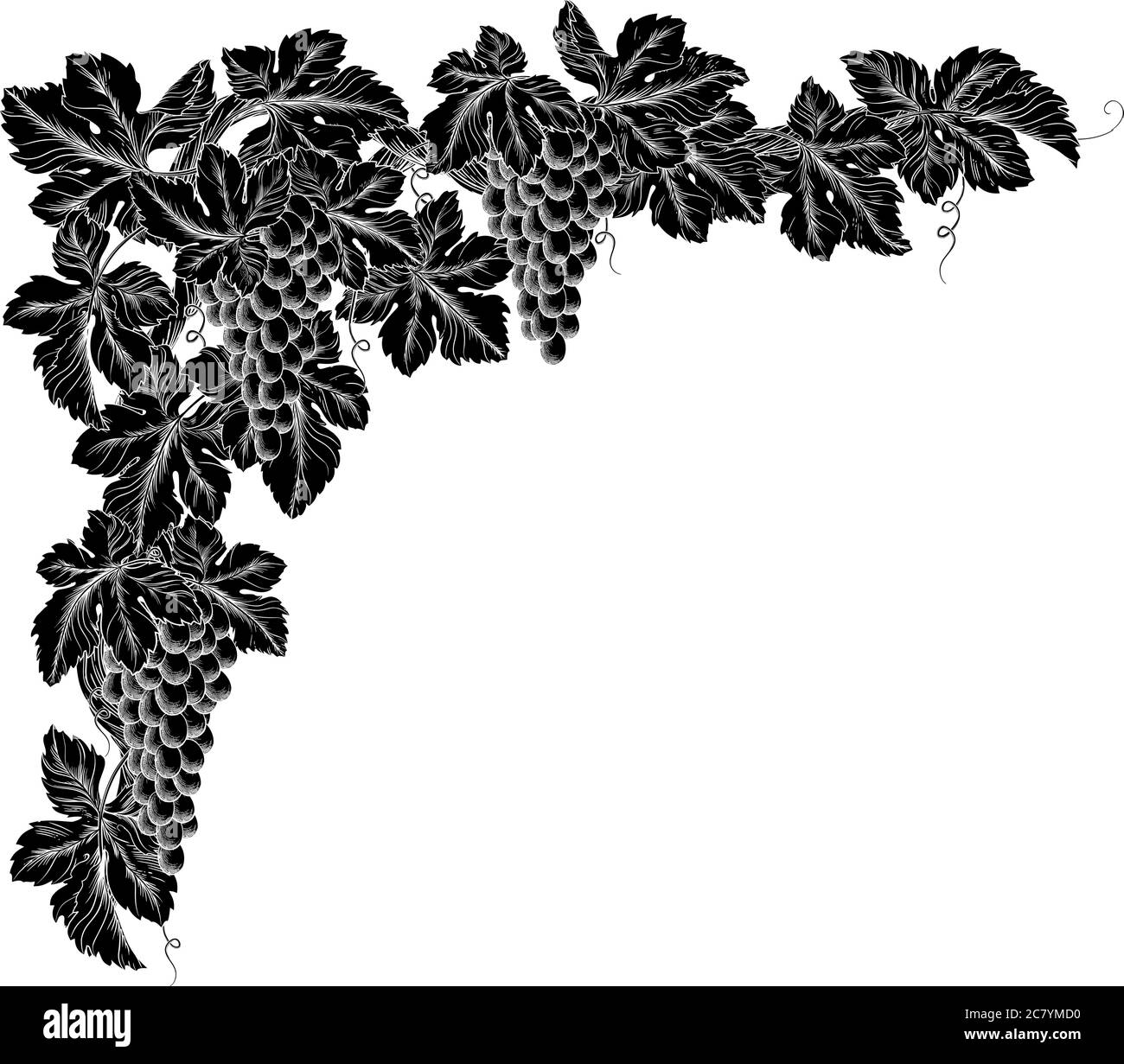 Grape Bunches On Vine Corner Border Design Element Stock Vector Image