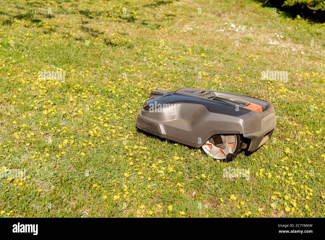 Robotic Lawn Mower cutting grass in the garden. Stock Photo