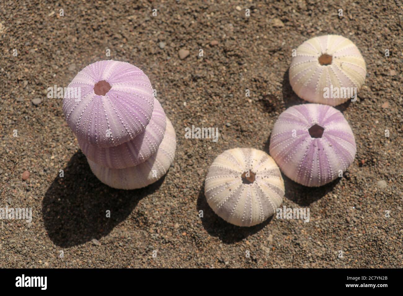 Close up background of skeletons of a See urchins in shades of purple ...