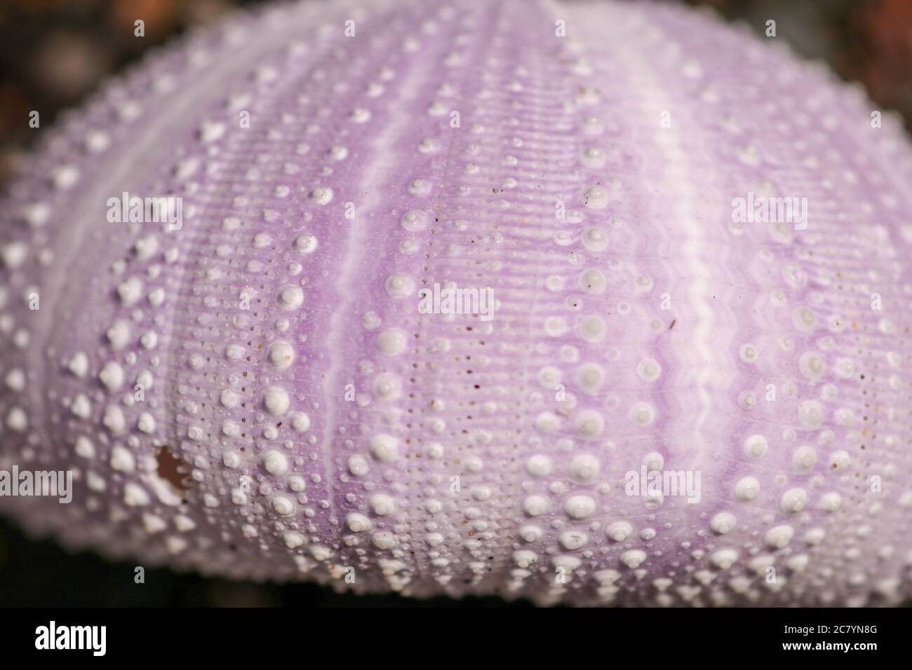 Purple skeleton pattern of Sea urchin. Close up of Disambiguatio as ...