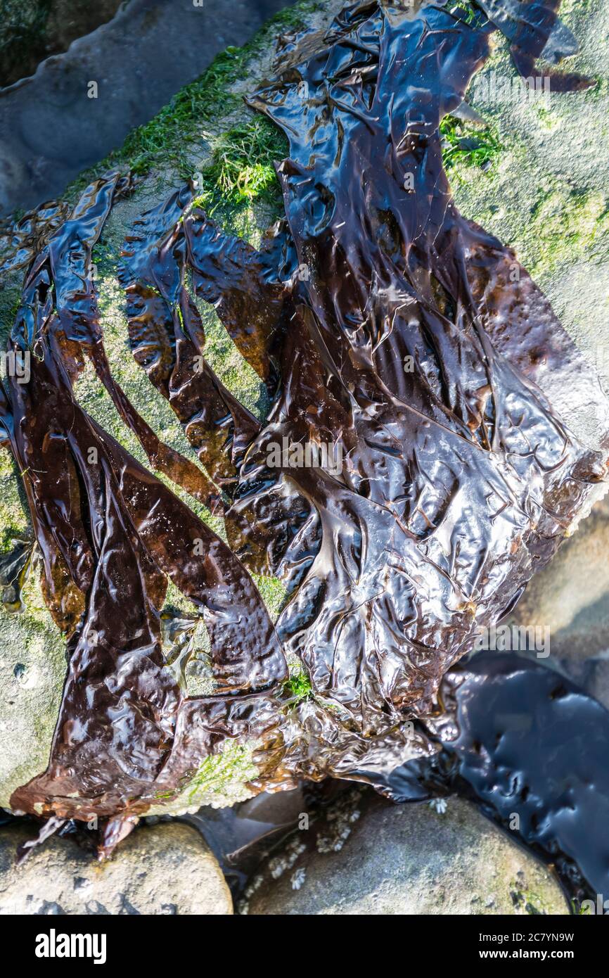 Laver seaweed Porphyra umbilicalis Stock Photo