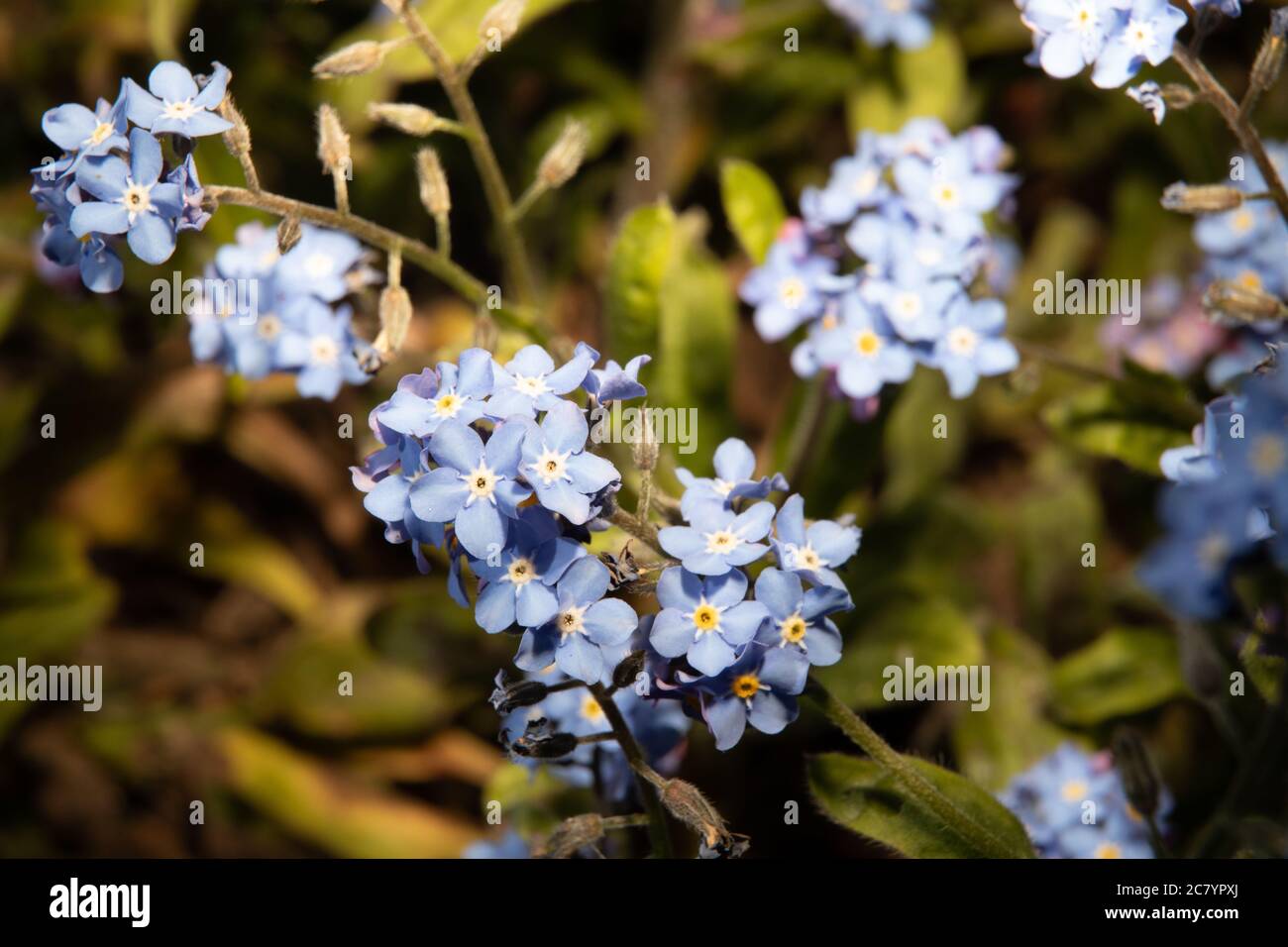 Forget me knot hi-res stock photography and images - Alamy