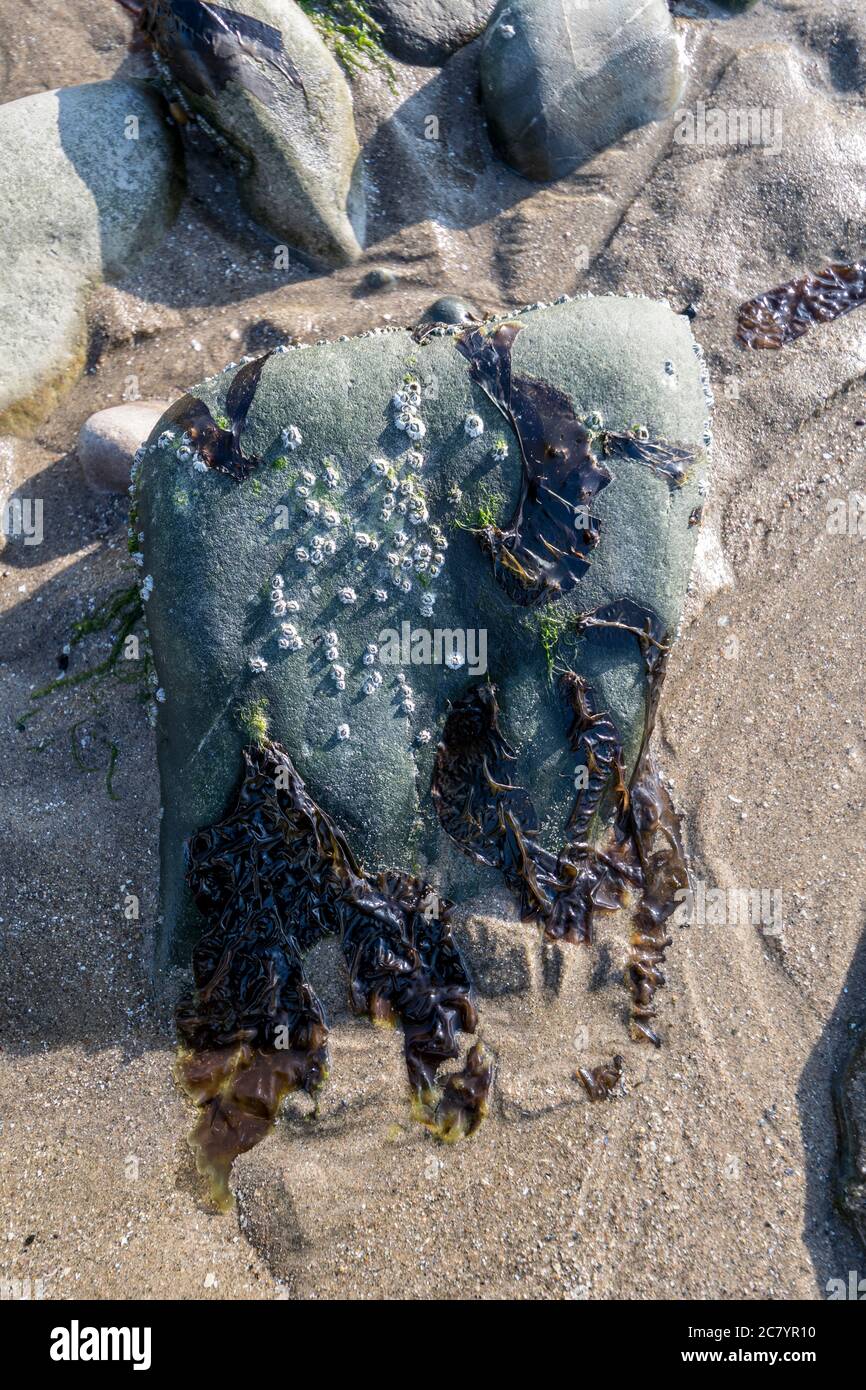 Laver seaweed Porphyra umbilicalis