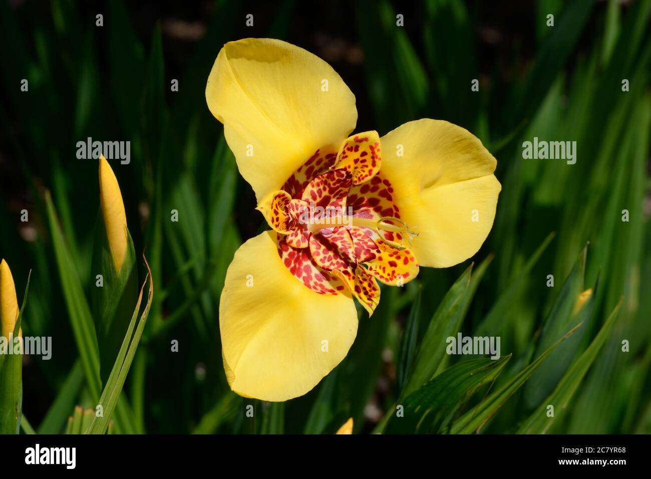 Tigridia pavonia Aurea Tiger flower yellow flowers with red spot centre Stock Photo