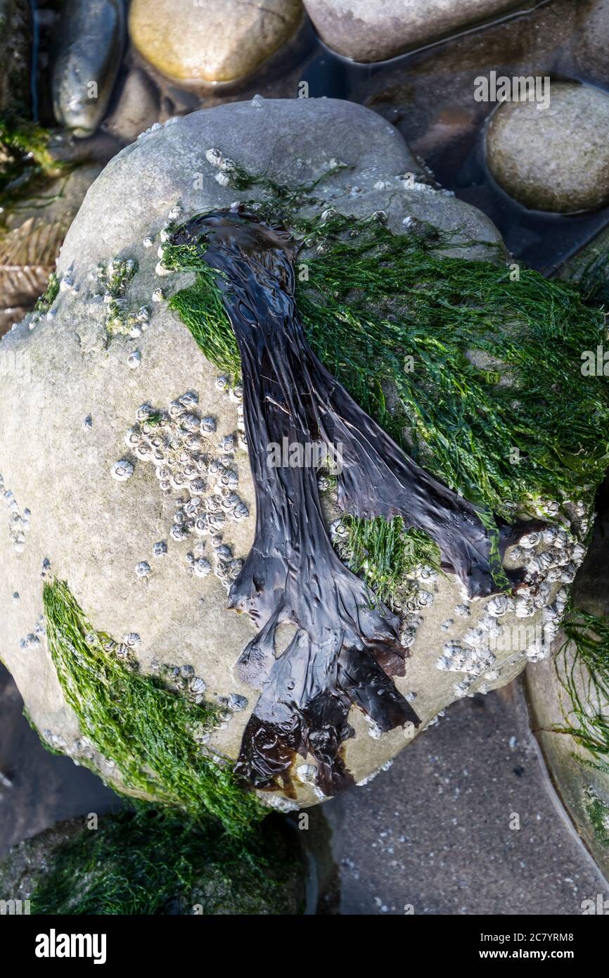 Laver seaweed Porphyra umbilicalis Stock Photo