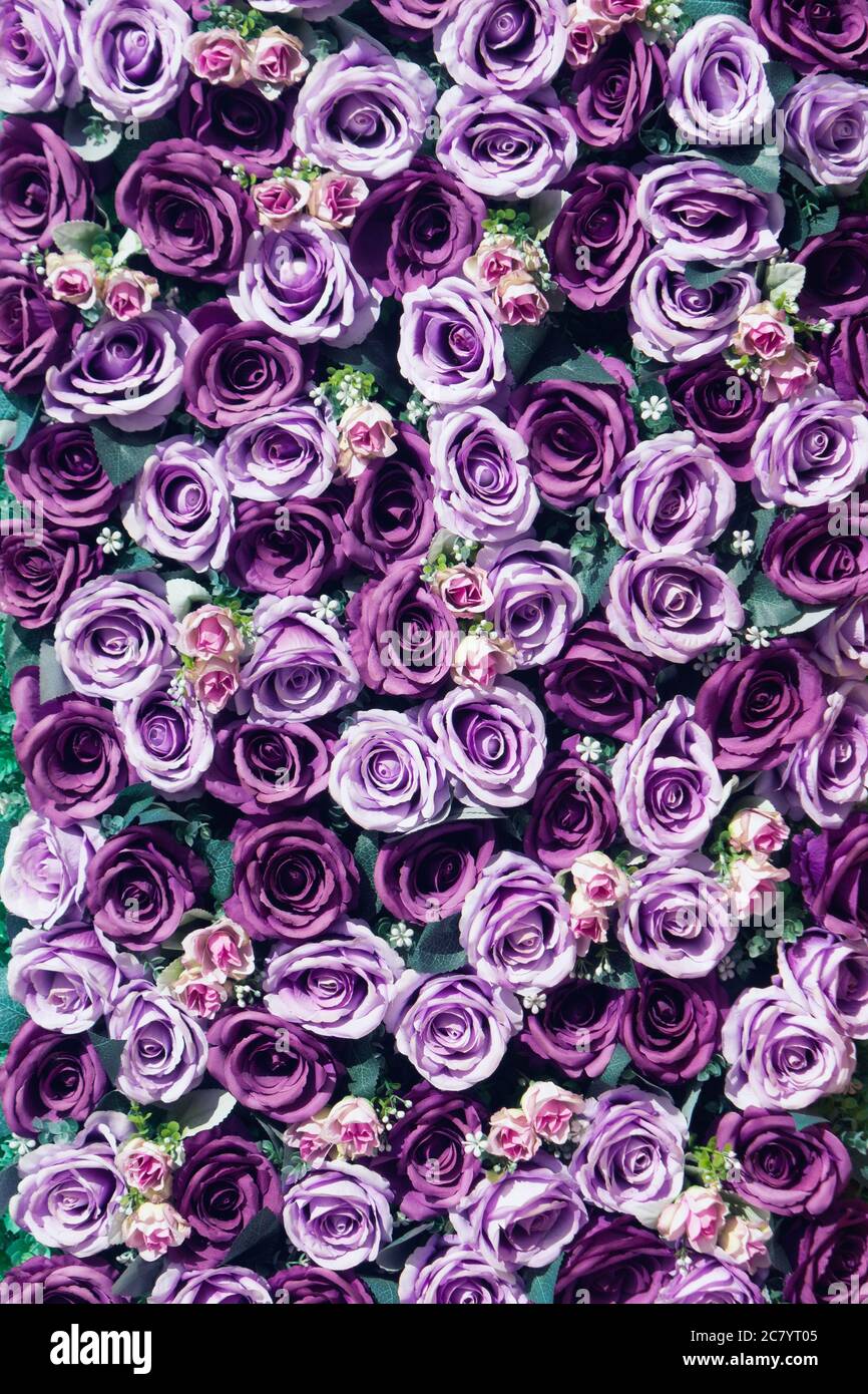 Hình nền giấy hoa hồng sẽ khiến cho không gian sống của bạn trở nên ấm áp và phong phú hơn bao giờ hết. Màu tím tươi sáng của các bông hoa sẽ làm cho tường trang trí trở nên trẻ trung và năng động, tạo cho bạn một không gian sống đầy sáng tạo và tinh tế.