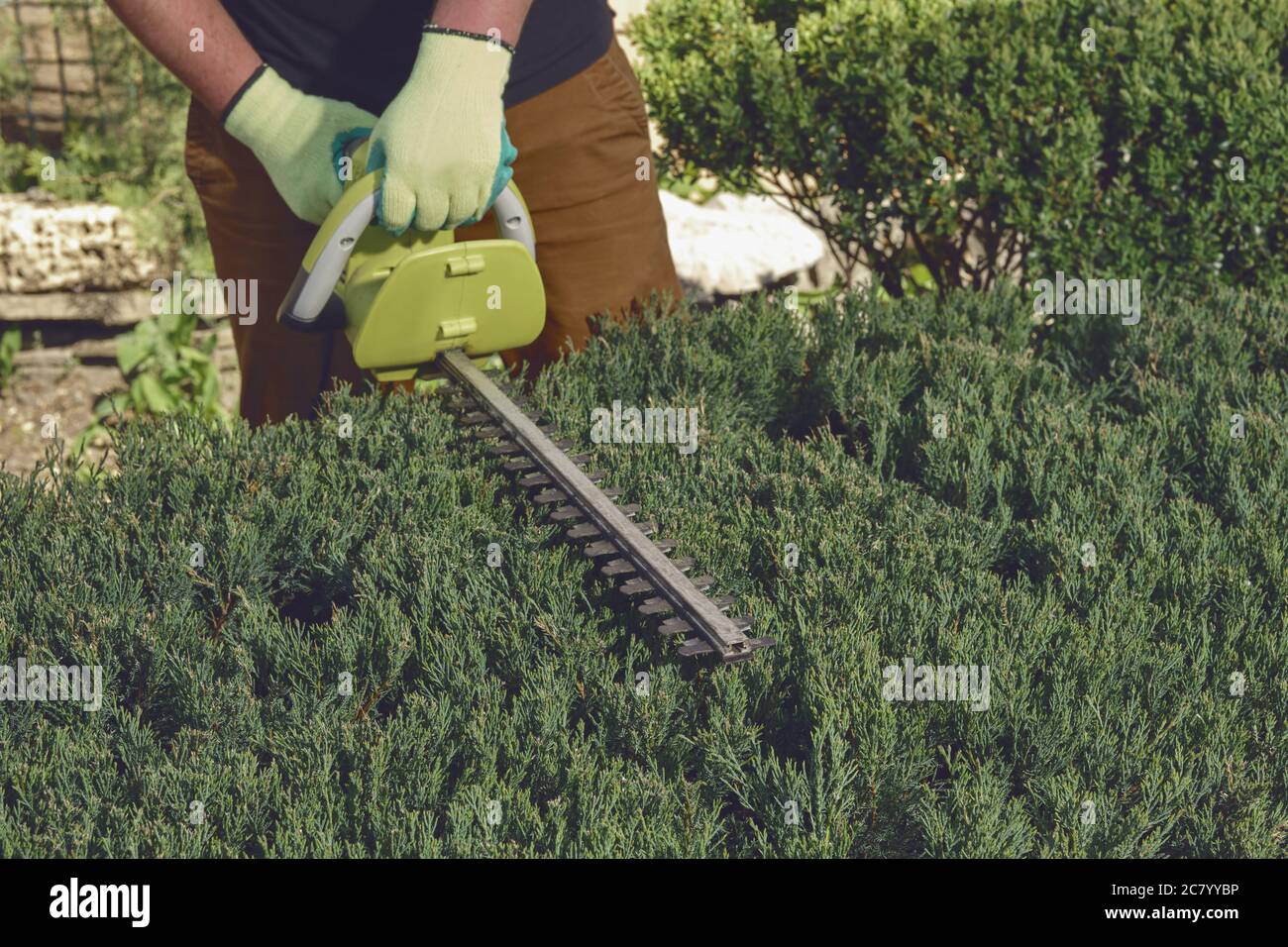 Hands of unknown gardener in colorful gloves are trimming the overgrown