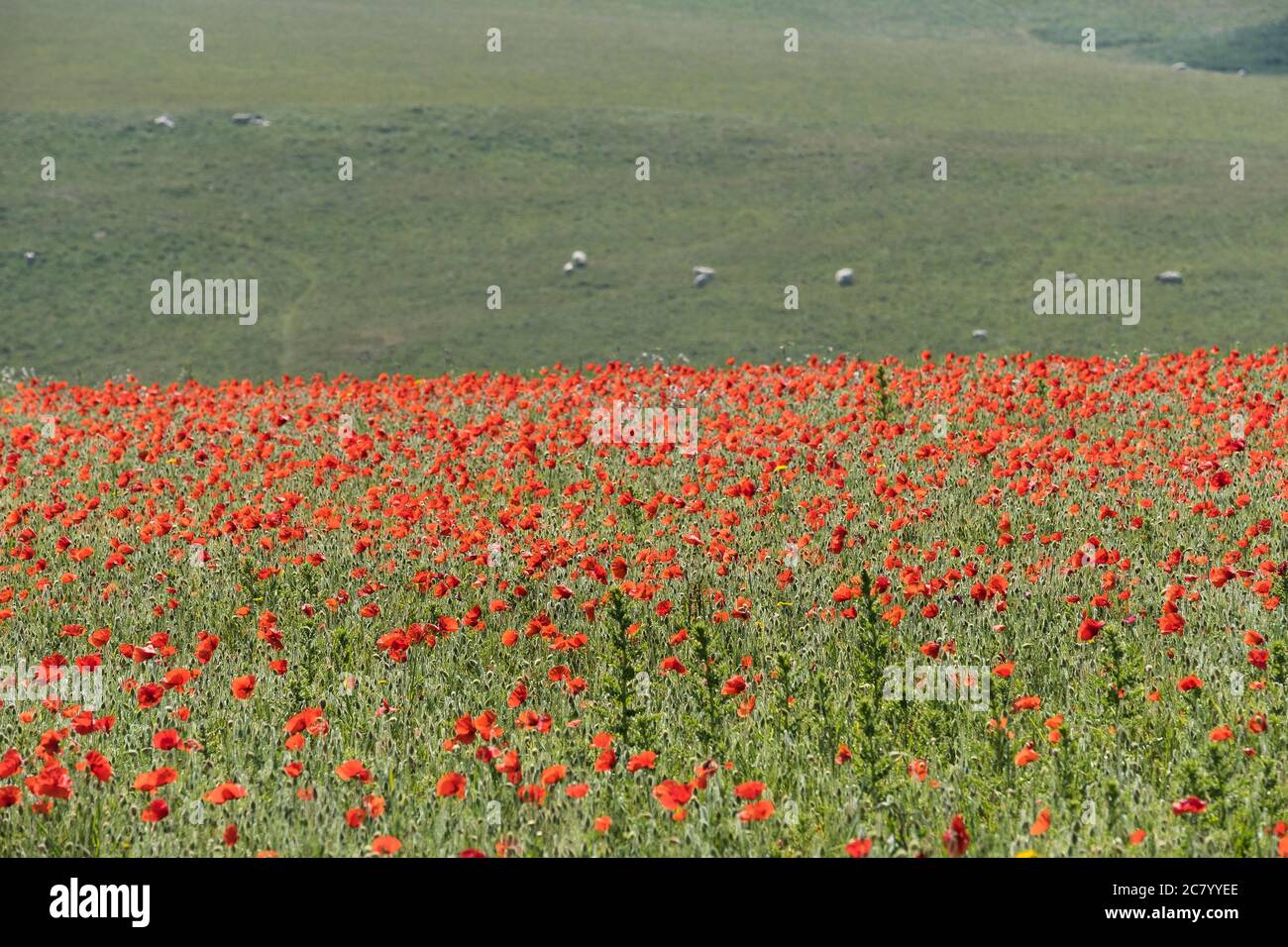 The spectacular sight of Common Poppies Papaver rhoeas growing in a field. The Arable Fields Project on Pentire Point West in Newquay in Cornwall. Stock Photo