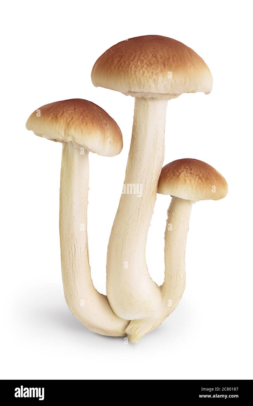 honey fungus mushrooms isolated on white background with clipping path and full depth of field Stock Photo