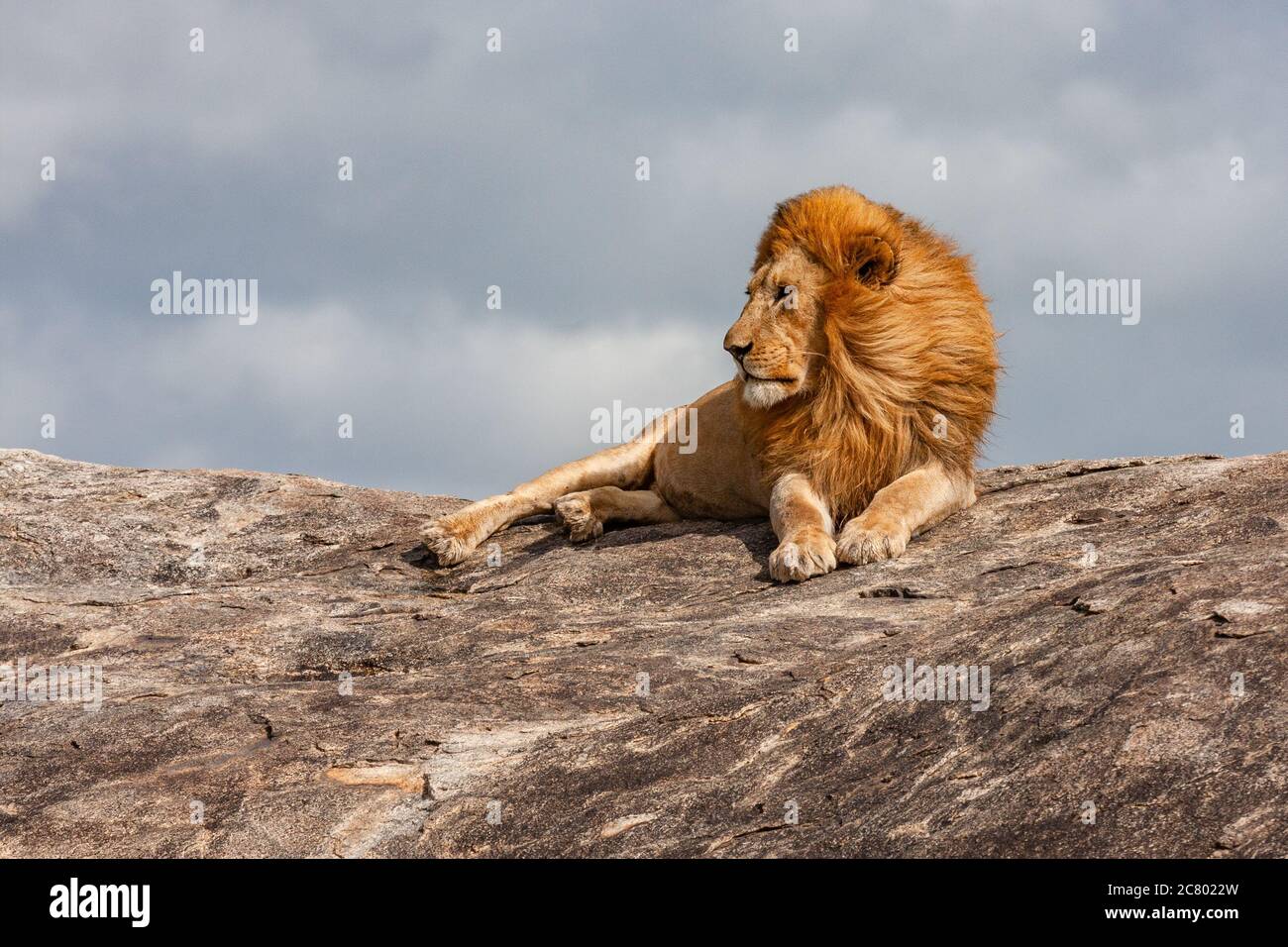 Lone Lion (Panthera leo) Photographed in the wild Stock Photo