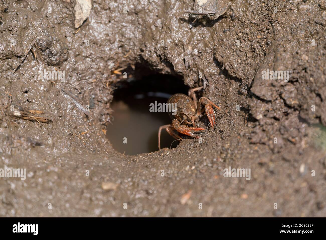 Procambarus clarkii at burrow, rice field, Isehara City, Kanagawa Prefecture, Japan. Stock Photo