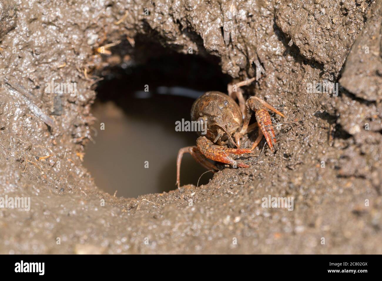 Procambarus clarkii at burrow, rice field, Isehara City, Kanagawa Prefecture, Japan. Stock Photo