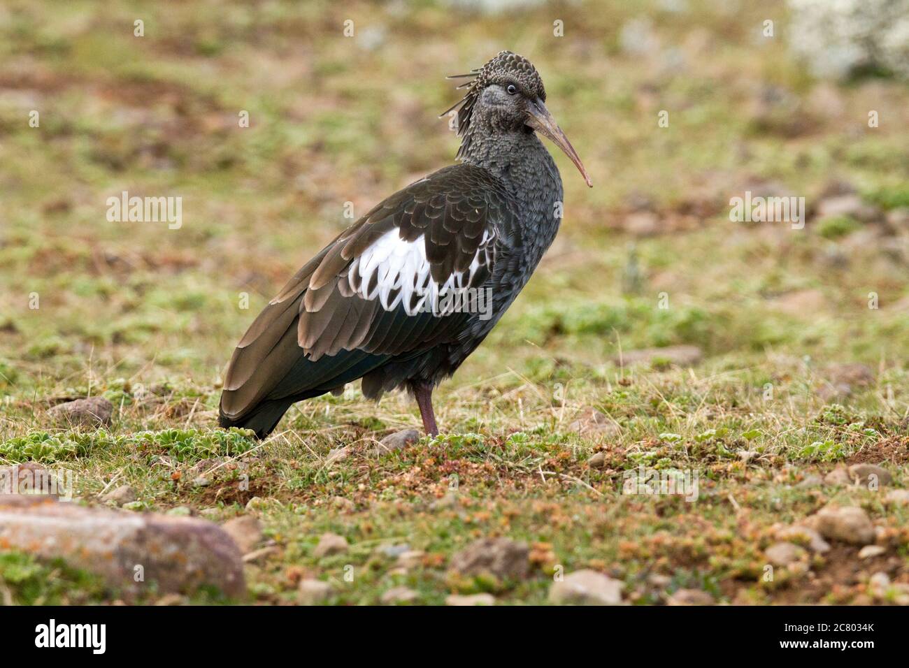 The wattled ibis (Bostrychia carunculata) is a species of bird in the family Threskiornithidae. It is endemic to the Ethiopian highlands and is found Stock Photo